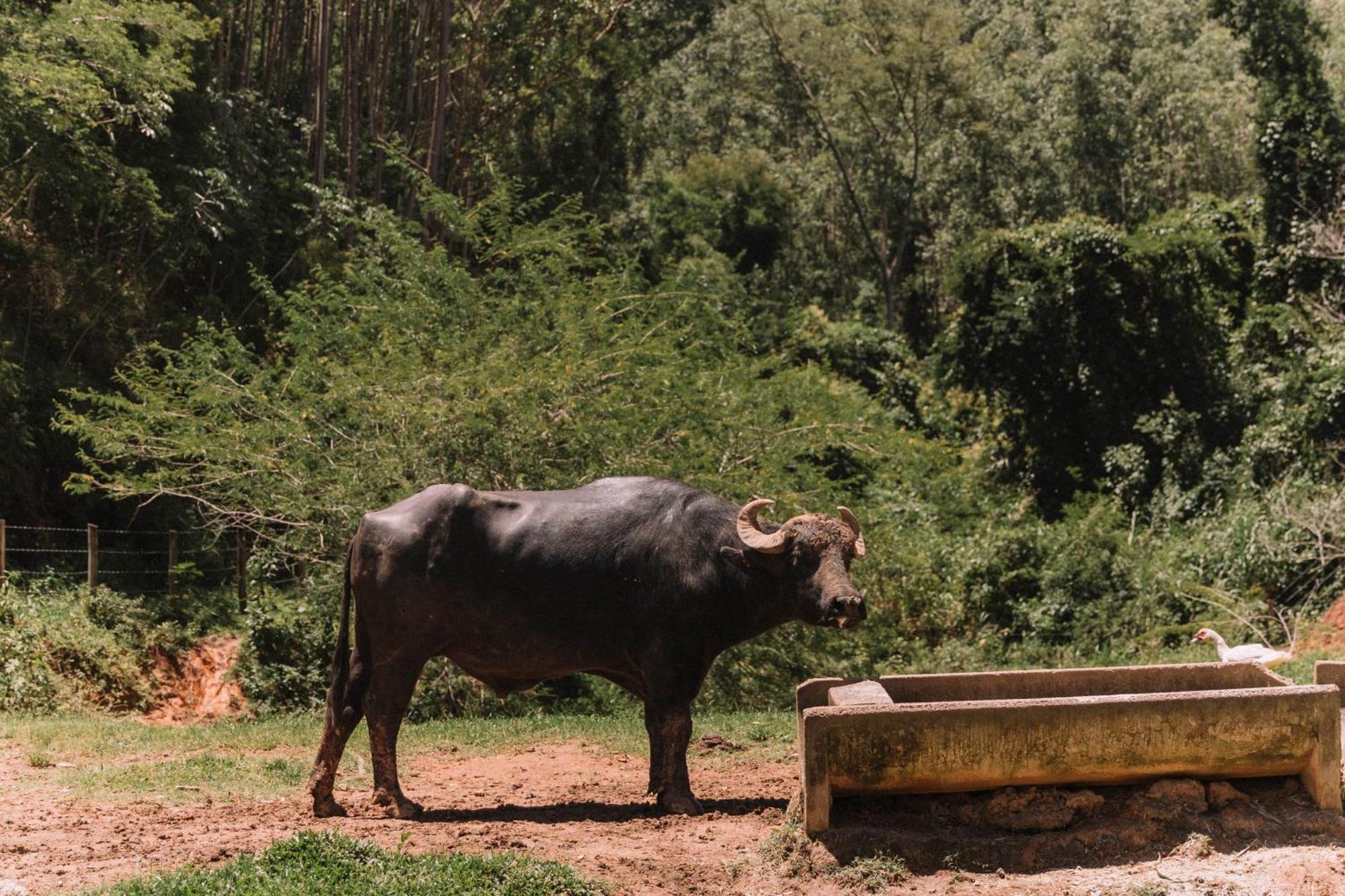 農家樂 Fazenda 3 Pinheiros Engenheiro Passos